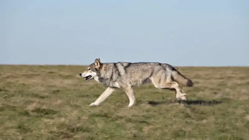 Wolf Running